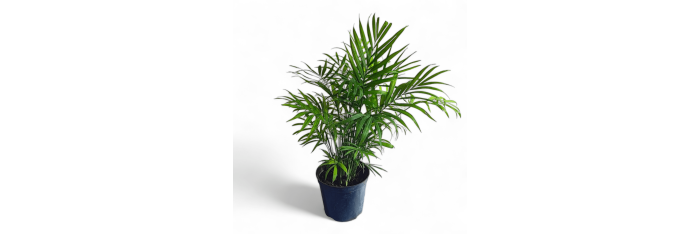 Table Bamboo Palm