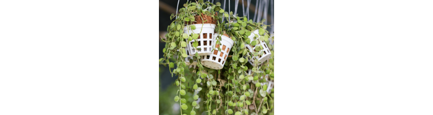 Hanging Basket Plants