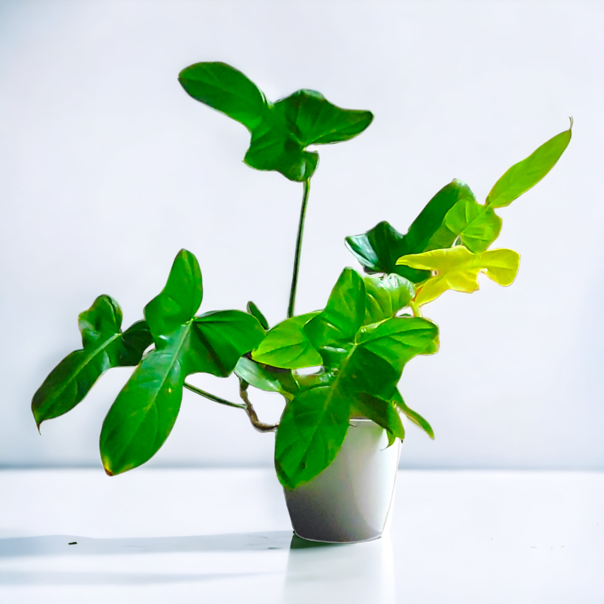 Philodendron