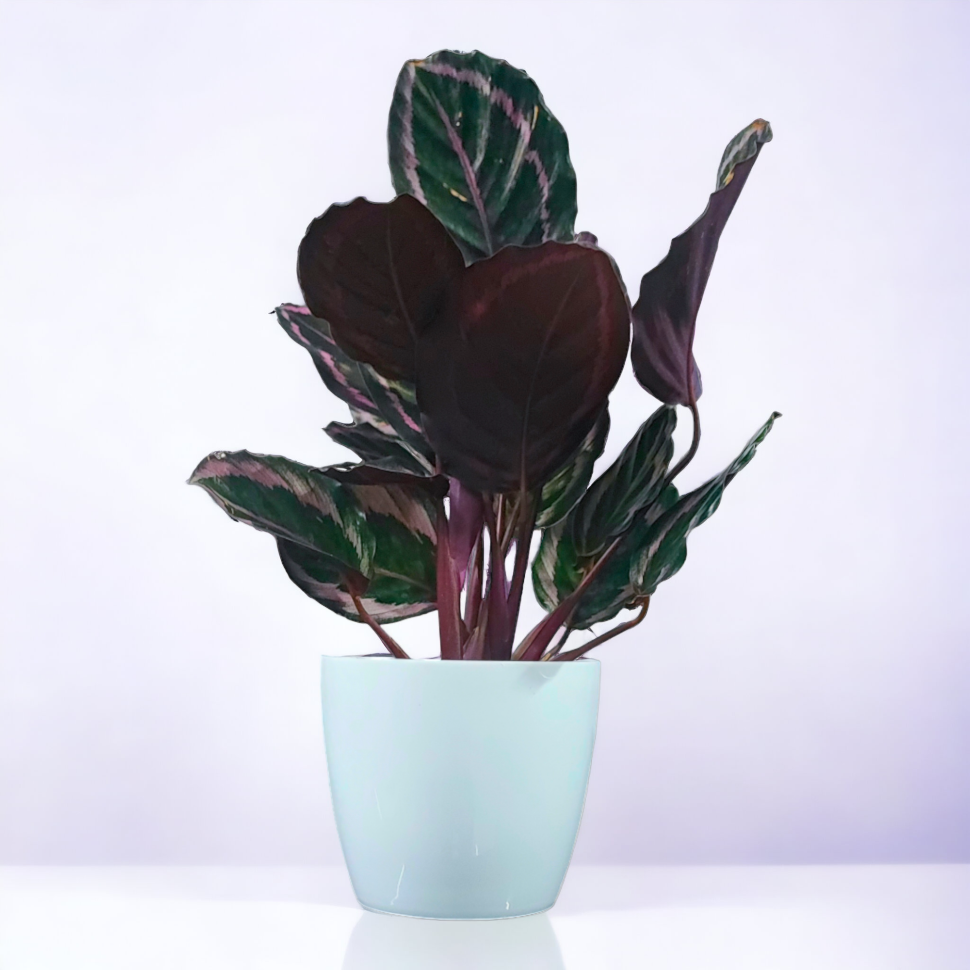 Calathea Makoyana, Peacock Plant