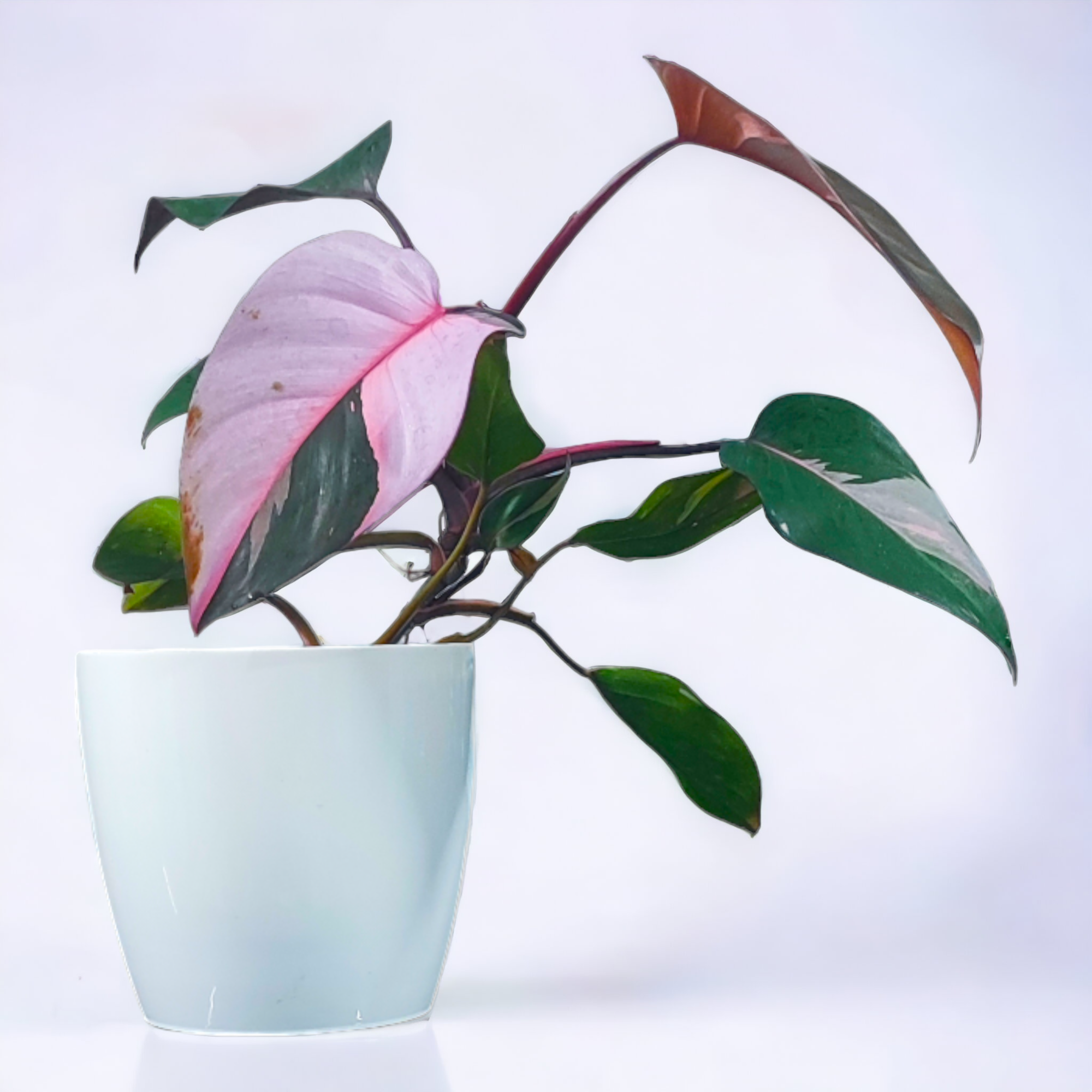 Philodendron Pink Princess Plant