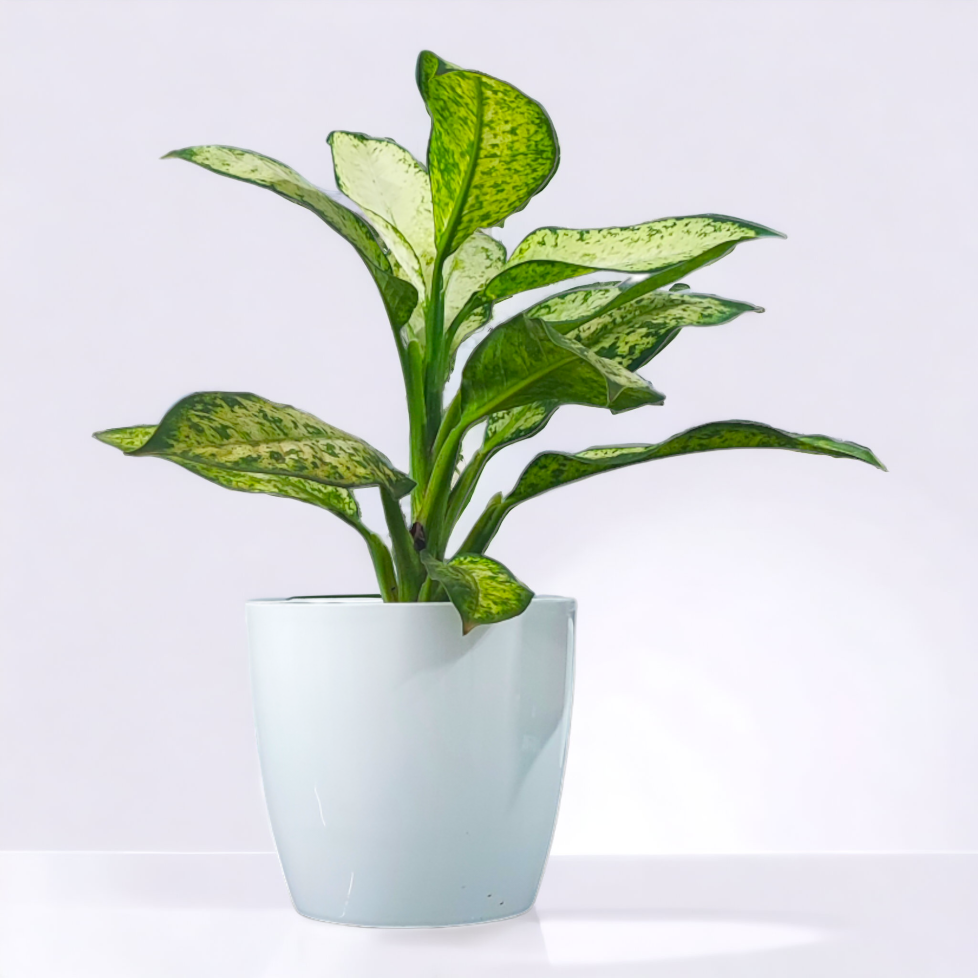 Aglaonema Commutatum Silver Queen