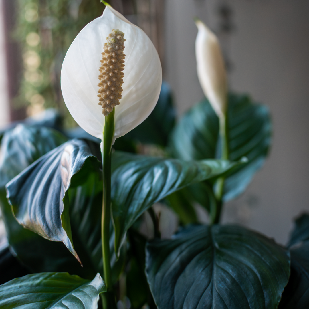The Peace Lily: NASA's Green Secret to Cleaner Indoor Air