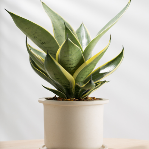 Breathe Easy: The Top Indoor Plants for Cleaner Air