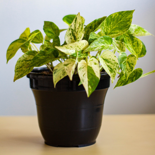 Green Thumb's Guide: Mastering Money Plant Care
